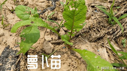 “什么时间种植萝卜最适宜，其生长周期是多久