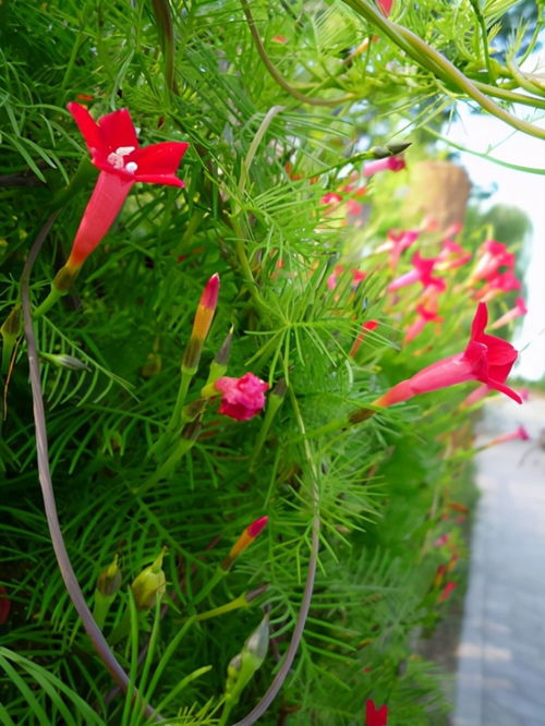 生长蕞快的爬藤植物有哪些？