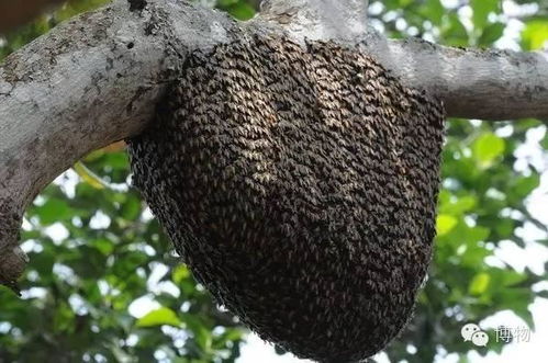 蜜蜂窝是由蜜蜂分泌的蜂蜡和唾液混合而成的六角形蜂窝结构