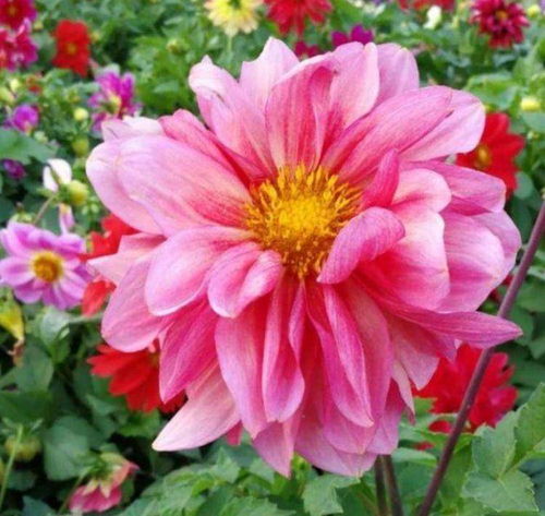 那些不需阳光耀花卉