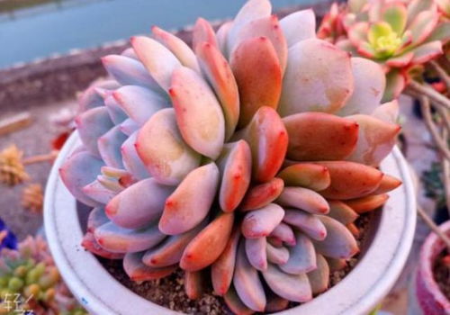 多肉植物在什么季节和具体时间段换盆最适宜