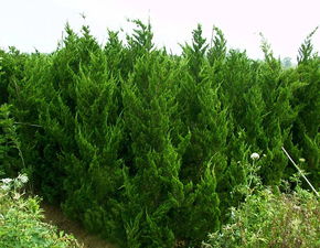 龙柏：家居绿植的新宠