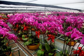 斗南花卉产业集团董事长斗南花卉有限公司招聘信息中的岗位要求解析