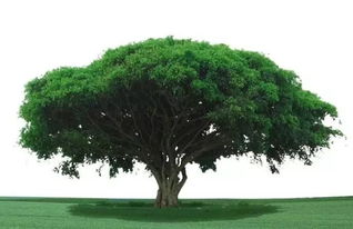 南北通吃的5大狠角色（附养护成本）