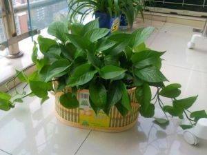 绿萝：绿色的小卫士， 空气清道夫