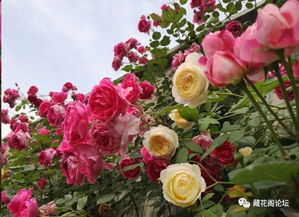 藤本月季，传递爱意的花朵
