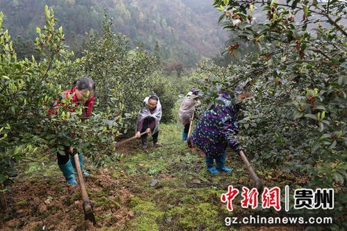 贵州岑巩天马镇：万亩油茶春耕热潮，茶叶种植新景象