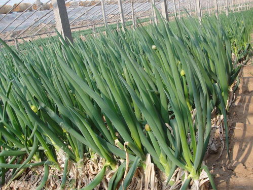 大葱灰霉病：一个让人头疼的问题