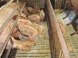 秋季仔猪三痢怎么防治？这篇攻略帮你快速解决