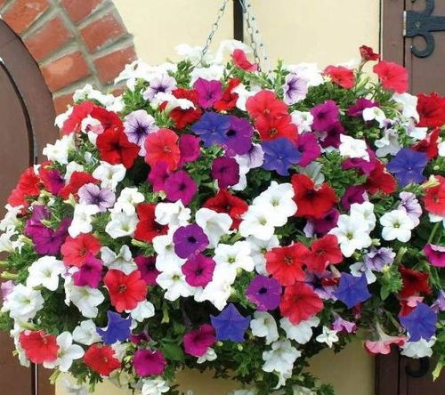 根系梗新的秘密：让根系焕发活力