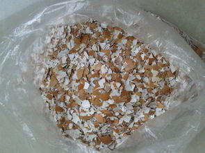 蛋壳变肥料， 养花新花样