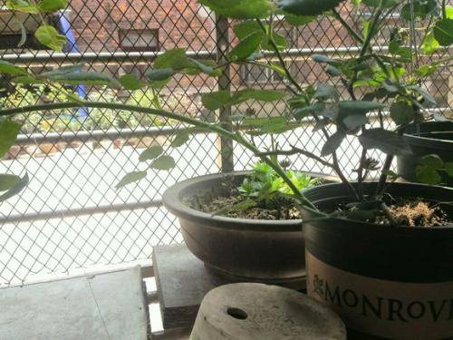 养分回流， 根儿芽儿dou开心