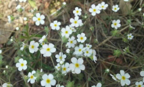 这个季节路边常见的草本花叫什么名字？