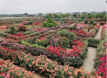 艾草产业：健康产业，带动脱贫