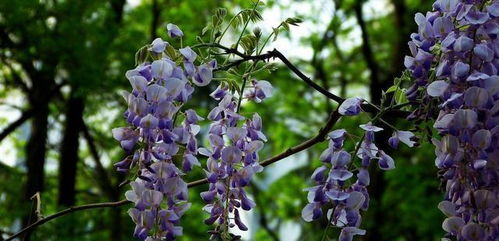 安神助眠的宝贝