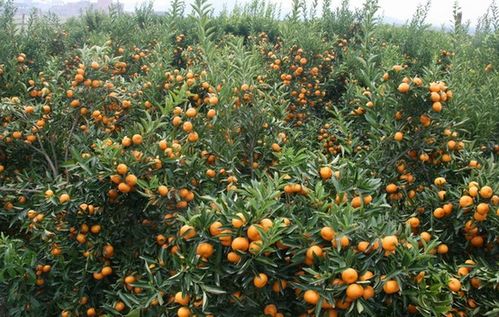 二、 防治水锈病，我有妙招