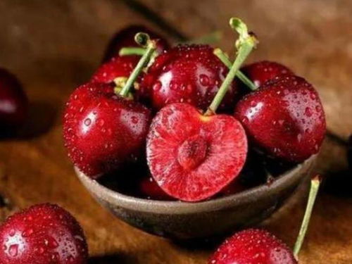 樱桃种子发芽小步骤