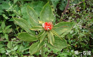 重楼种植的技巧与误区