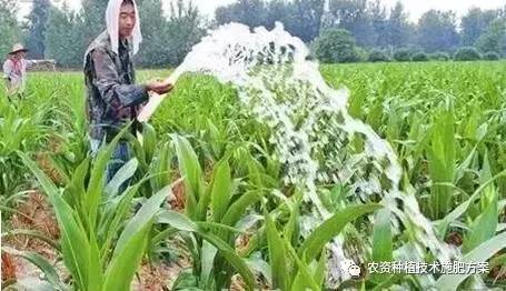 施肥有道，增强高梁体质