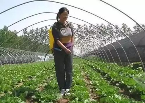 嘿， 大家伙儿，听说除草剂用过后要等好久才Neng施肥呢！