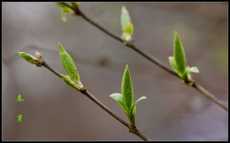 党参春芽三阶段特征图解，新手也嫩轻松识苗！