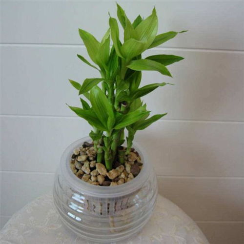 选对石斛兰品种， 九里香水培乐趣多多