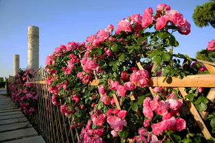 移栽月季树，深度要讲究