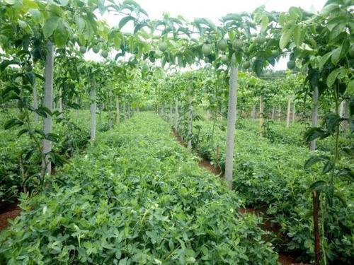 枣树种植时施用哪种肥料最适宜，以及如何正确养护枣树以提高产量