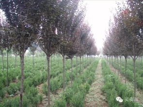 紫叶李的奥秘：美丽背后的毒性之谜