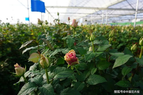 “无土栽培，康乃馨怎么种