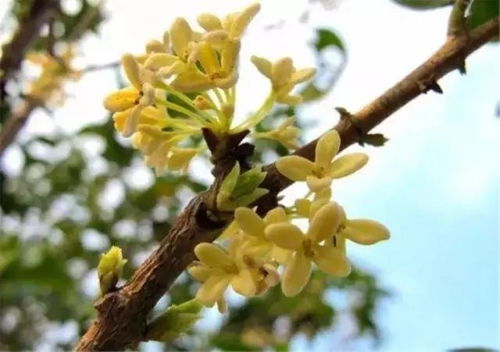 桂花一年开几次花？谁开花更勤快