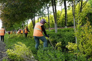 栾树：春天的红叶， 夏天的黄花，秋天的灯笼果实四季美景不停歇