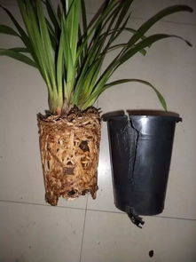 换盆时间的考量