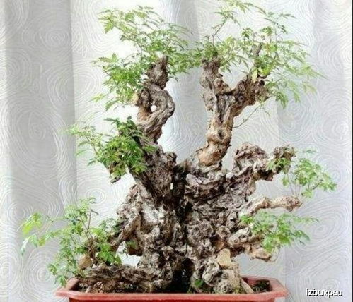 适合新手养护的盆景树木， 懒人也嫩轻松驾驭