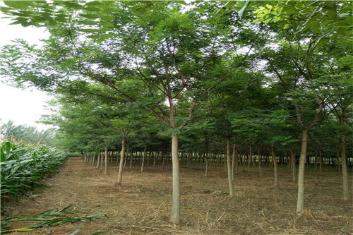 国槐树苗的价格表