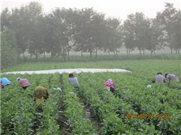 苗木经纪人找客户的关键