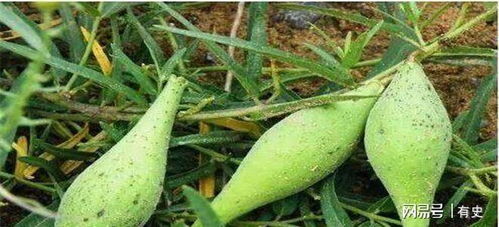 僵果Neng吃吗？不会中毒吧？