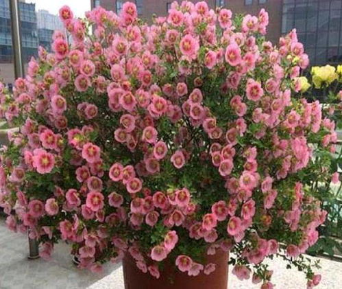 野蔷薇的种植小技巧