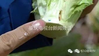 四聚乙醛：研究后来啊表明啥？