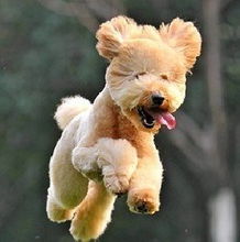 大环内脂原粉：增强动物免疫力