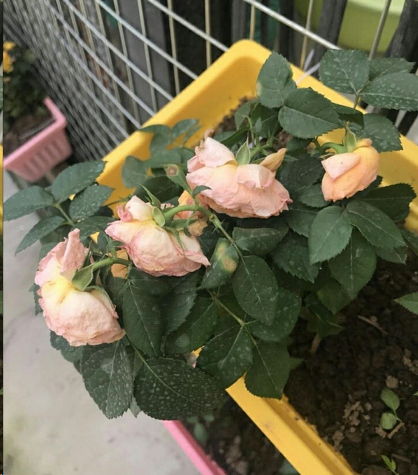 月季浇水的那些事儿