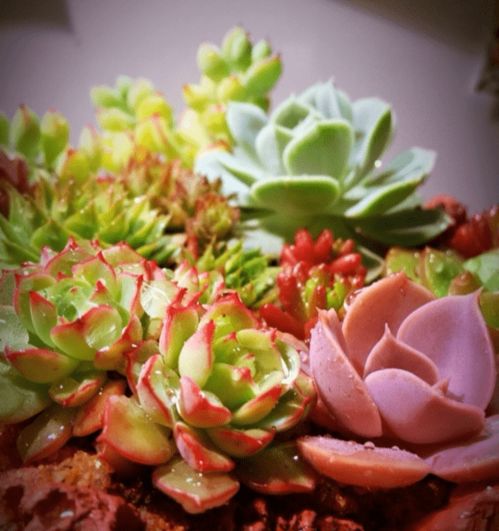 繁殖多肉吸钱草， 简单又实用