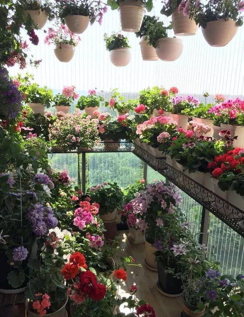 三四月花园空荡荡，这款六款爆花品种真的存活率高达95%吗？