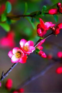 新茶花如何处理？先剪枝
