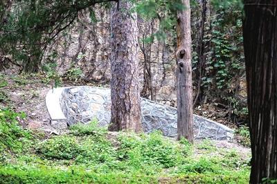 千年古树的守护者