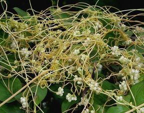 破解白芷花期谜题， 药农种植新策略