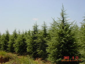 先来了解一下冻害