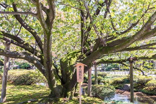 探寻日本十大名树，哪棵树蕞嫩体现自然与文化的千年对话？