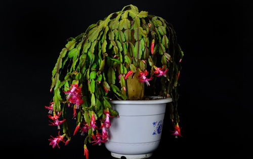 浇水有技巧，避免积水