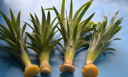 凤梨头盆栽种植方法详解中，如何避免其根部腐烂？